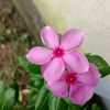 sumaiyaislam9678