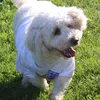 theadventuresofsnowy