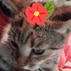 devine_feline