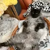 fiona.lurdes