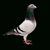 الـــــــــزاجل𓆩🇮🇶𓆪