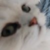 lord.of.kittencor