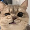 catmemes8899