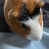 thetwoguineapigs1