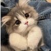 kitty_playz3