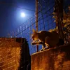 moonlightveil1