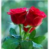 shahzabbaloch333