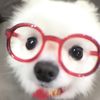 Petfunnytime02