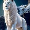 ahsan.khan.baloch50