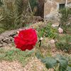 idrahim5478123