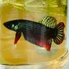 liathiadongtuoitho