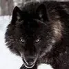 blackwolf3424