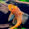 pisces78185