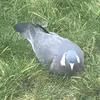 birb13456