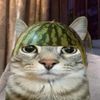 boom_catz