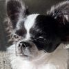 chi_chi_pepper