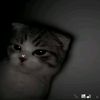 wildfun_57