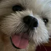 ynlpz7