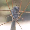 eugenia9596
