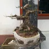 bonsai.tuan.tu