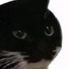 maxwell_is_on_xbox