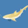 lemon_shark_offi