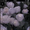 mia958999