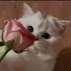 iif_l8