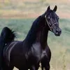 kuba.4831