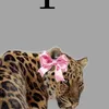 fatma.haidar3