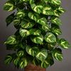 gardenia.landscape