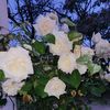 didou.didou04