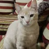 ahmad19497