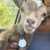 gatesfamilyfarm