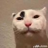 thatsillyguy29