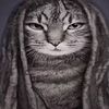 blackasscat