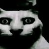 vid_4cats
