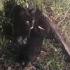 www.tiktok.compichon1