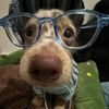 Funny dog 170