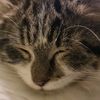 la_gata_mina