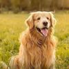 Pet.funny290