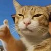 petflix & chill