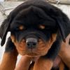 ramy.roshde