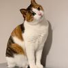 animals4038