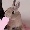lly_exxvlsxz