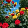 user288301735mielsucre
