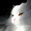 nour080499