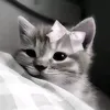 merjolaine13
