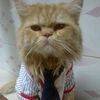 fur_tastic_purr