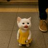 strangecatk